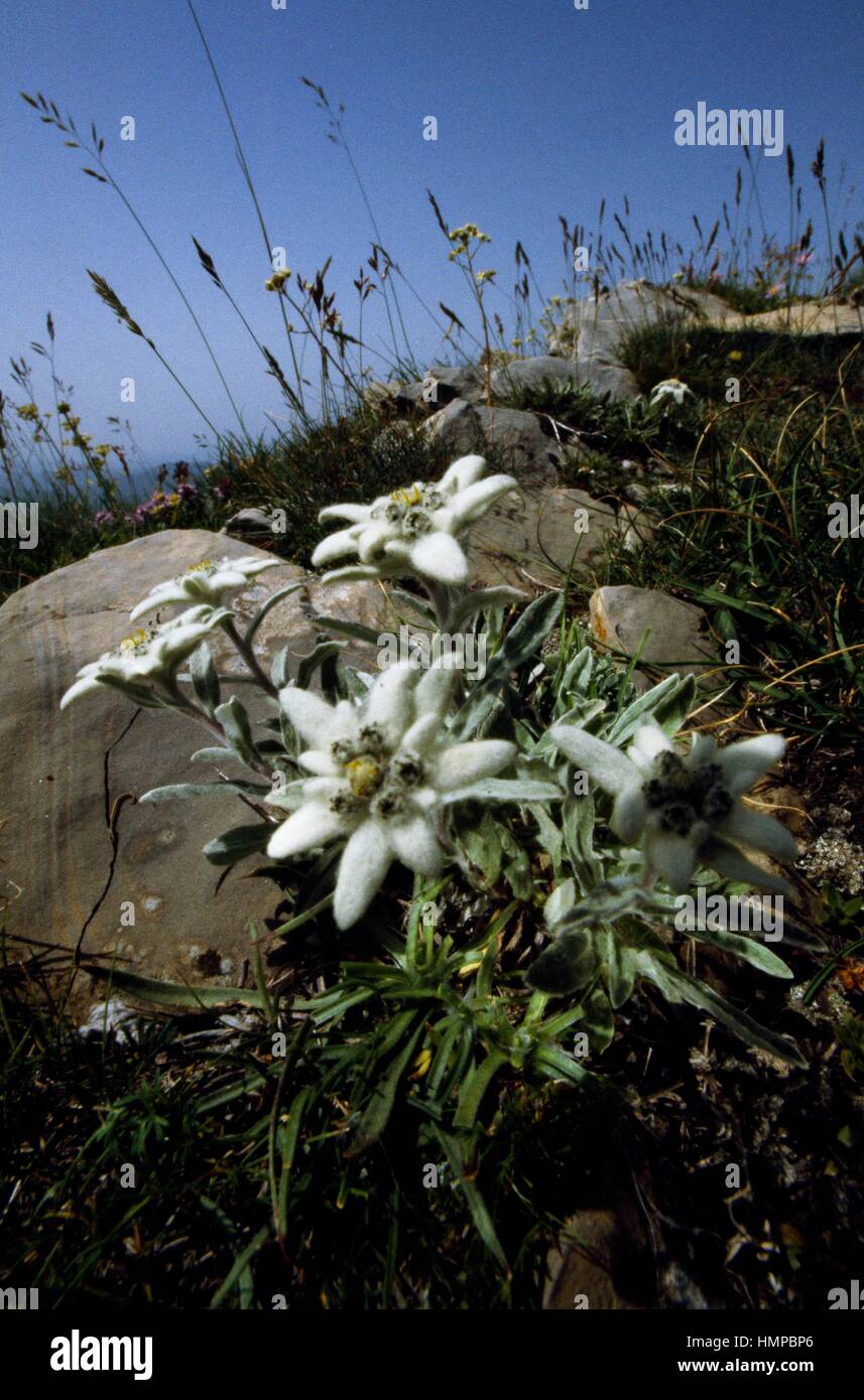 Edelweiss (Leontopodium alpinum), Asteraceae. Foto Stock