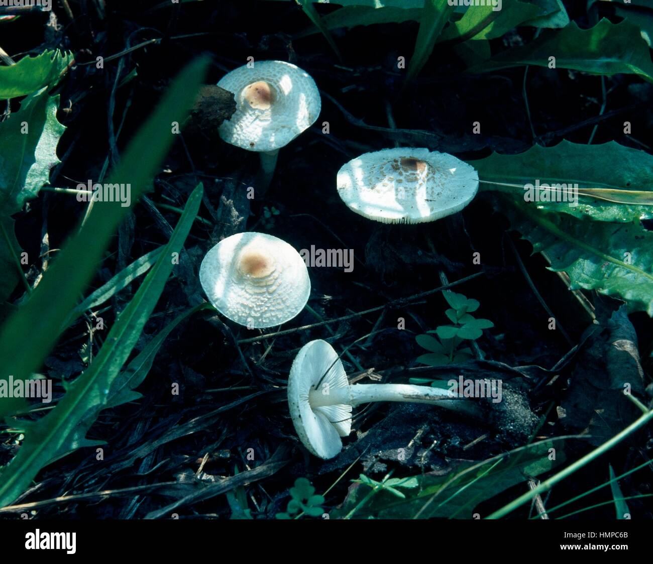 Esempi di maleodoranti Dapperling (Lepiota cristata), Agaricaceae. Foto Stock