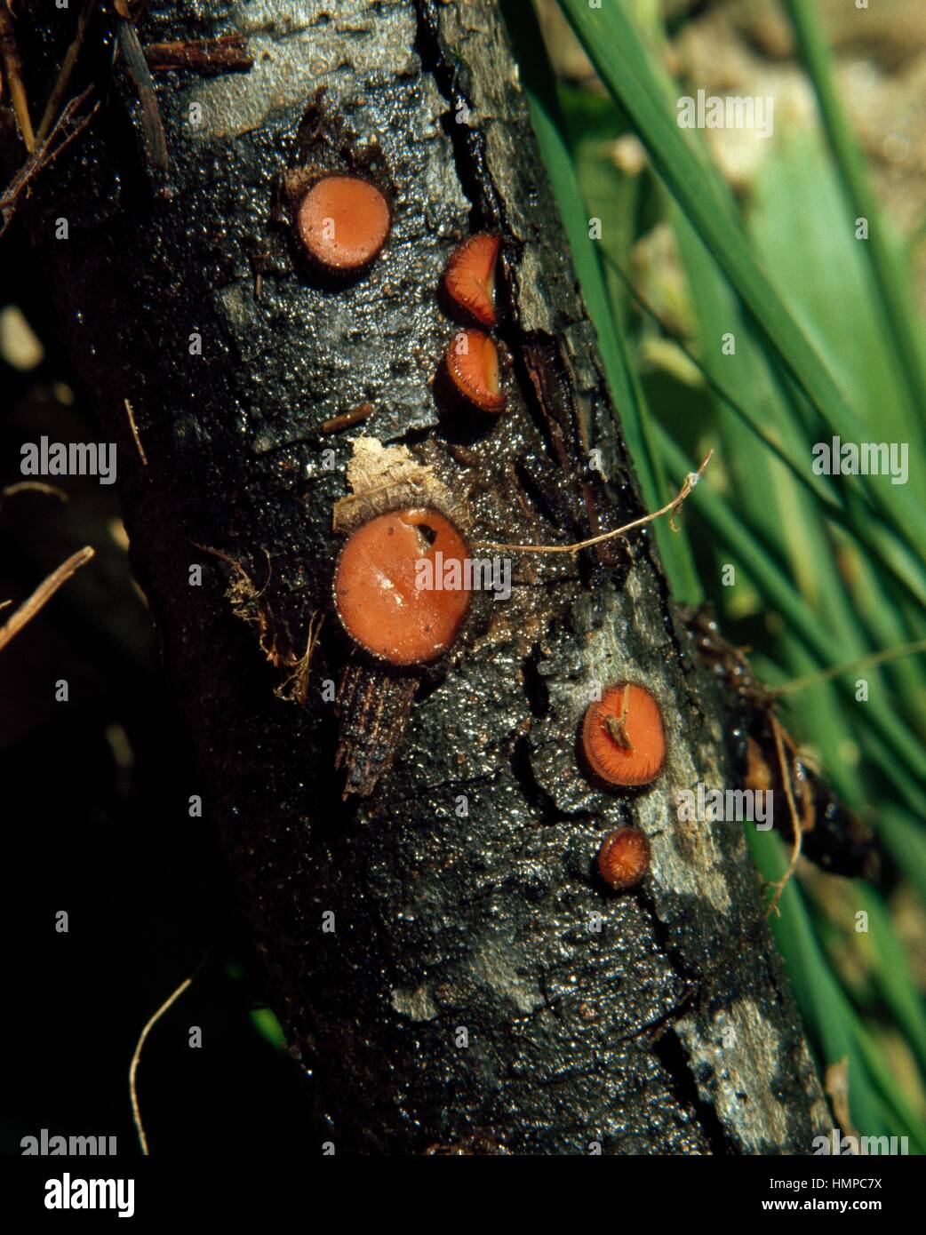 Coppa di ciglia, Molly eye-vimini, Scarlet elf cap,fungo di ciglia o ciglia coppa pixie (Scutellinia scutellata), Umariaceae. Foto Stock