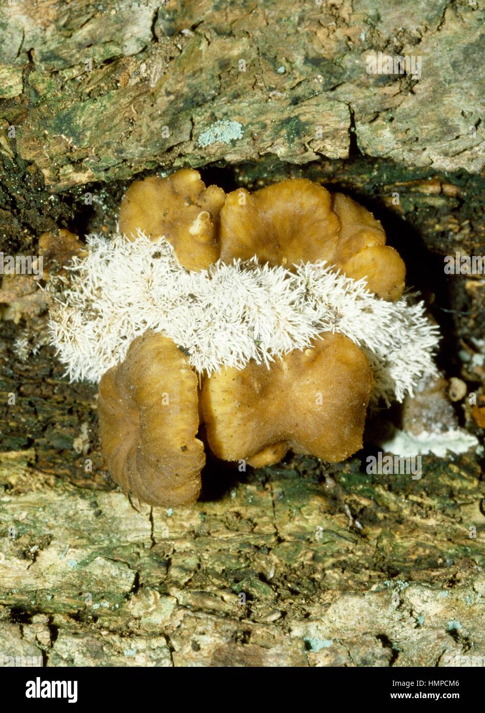 Yellowfoot, inverno fungo od imbuto Chanterelle (Craterellus tubaeformis ex Cantharellus tubaeformis), Cantharellaceae. Foto Stock