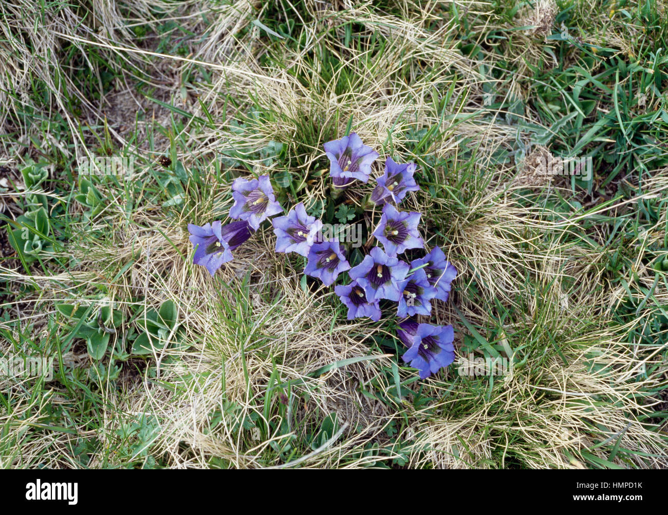 Stemless gentian (Gentiana kochiana o Gentiana acaulis), Gentianaceae. Foto Stock