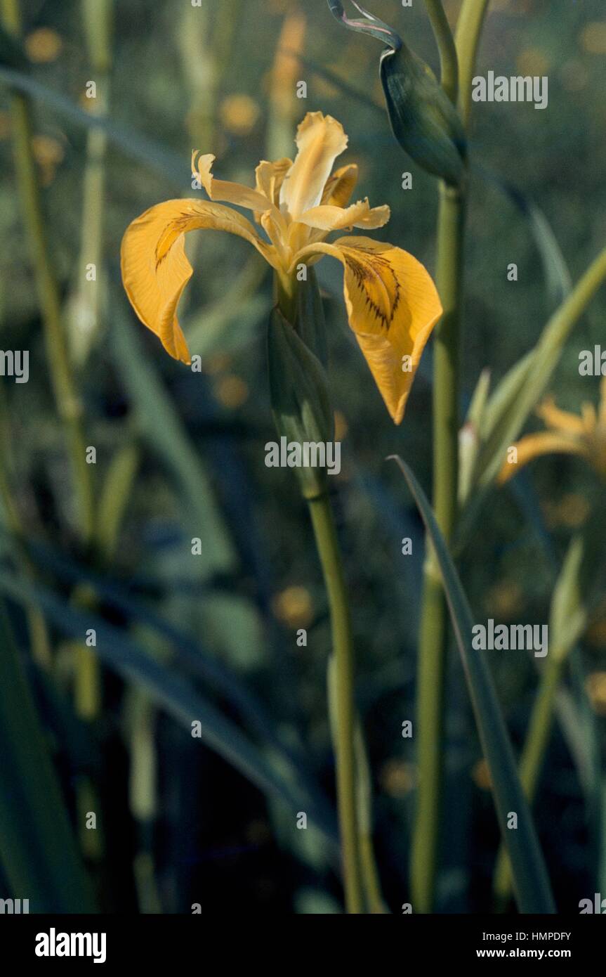 Bandiera gialla, Iris gialla o acqua bandiera (Iris pseudacorus), Iridaceae. Foto Stock
