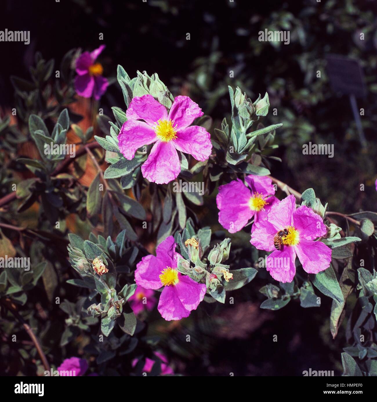 Hairy cisto (Cistus incanus), Cistaceae. Foto Stock