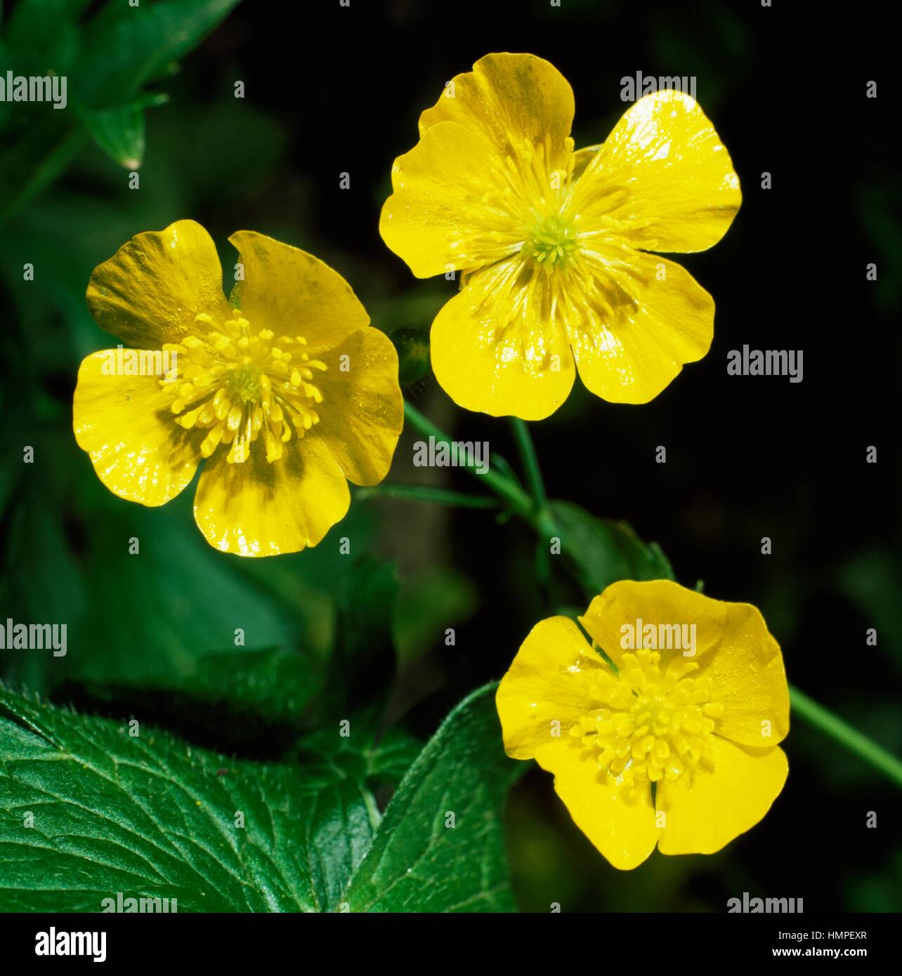 Ranuncolo alti, Prato buttercup o gigante buttercup (Ranunculus acris), Ranunculaceae, Orsiera-Rocciavre parco naturale, Piemonte, Italia. Foto Stock