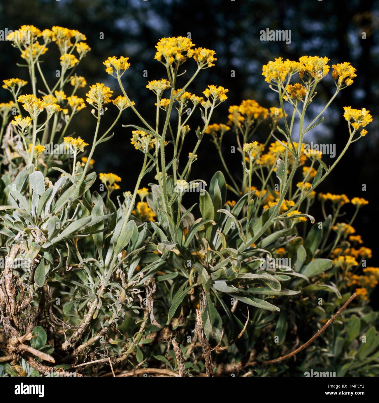Cesto di oro in bloom (Aurinia saxatilis), Brassicaceae. Foto Stock
