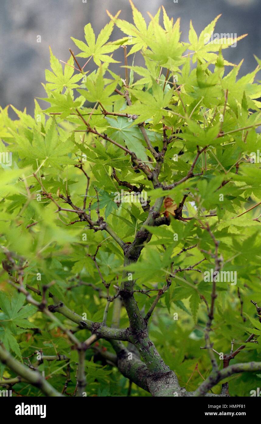 Acero giapponese bonsai (Acer palmatum), Aceraceae. Foto Stock