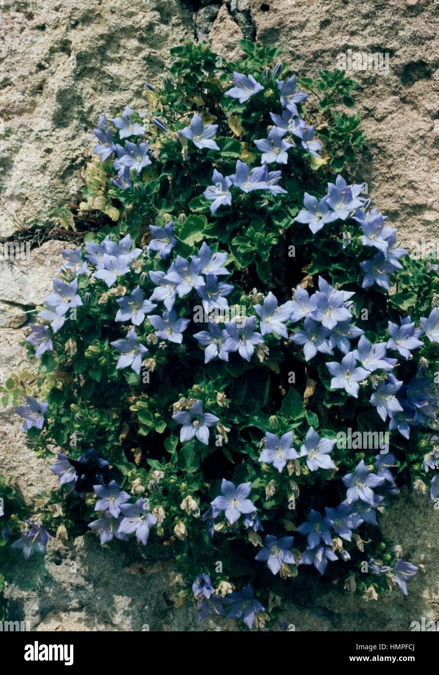 Stella di Betlemme (Campanula isophylla Alba), Campanulaceae. Foto Stock