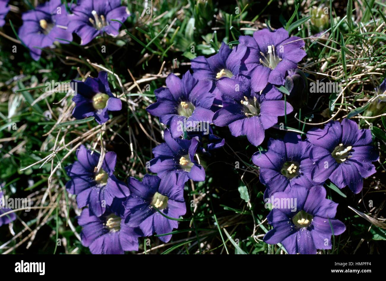 Stemless gentian (Gentiana kochiana o Gentiana acaulis), Gentianaceae. Foto Stock