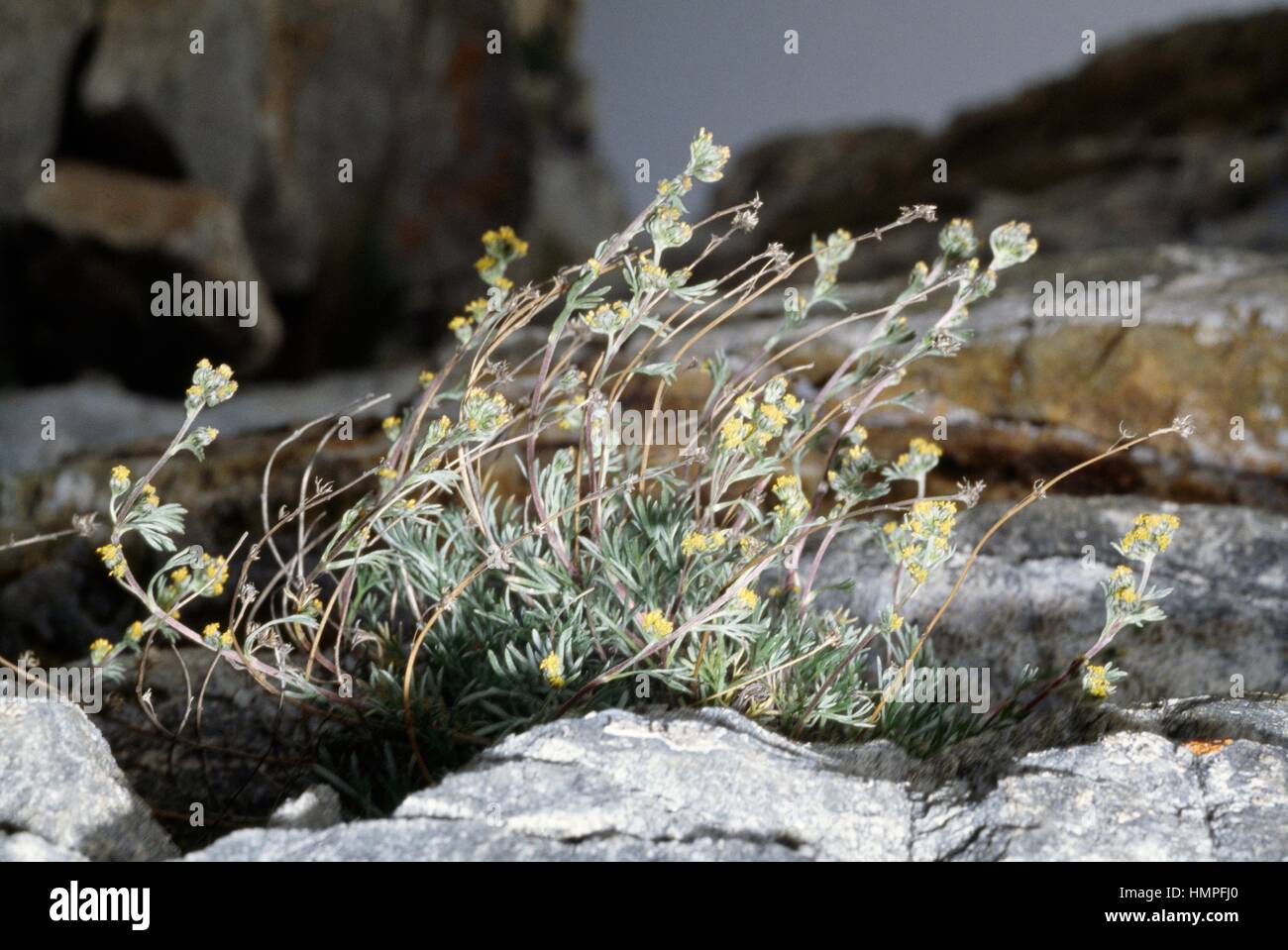 Genepi bianco (Artemisia mutellina o Artemisia umbelliformis), Asteraceae. Foto Stock