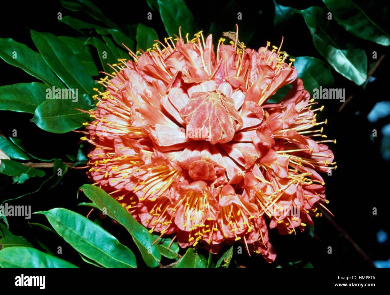 Rosa del Venezuela o Scarlet bean di fiamma (Browea grandiceps), Fabaceae, Royal Botanical Gardens di Peradeniya, Sri Lanka. Foto Stock