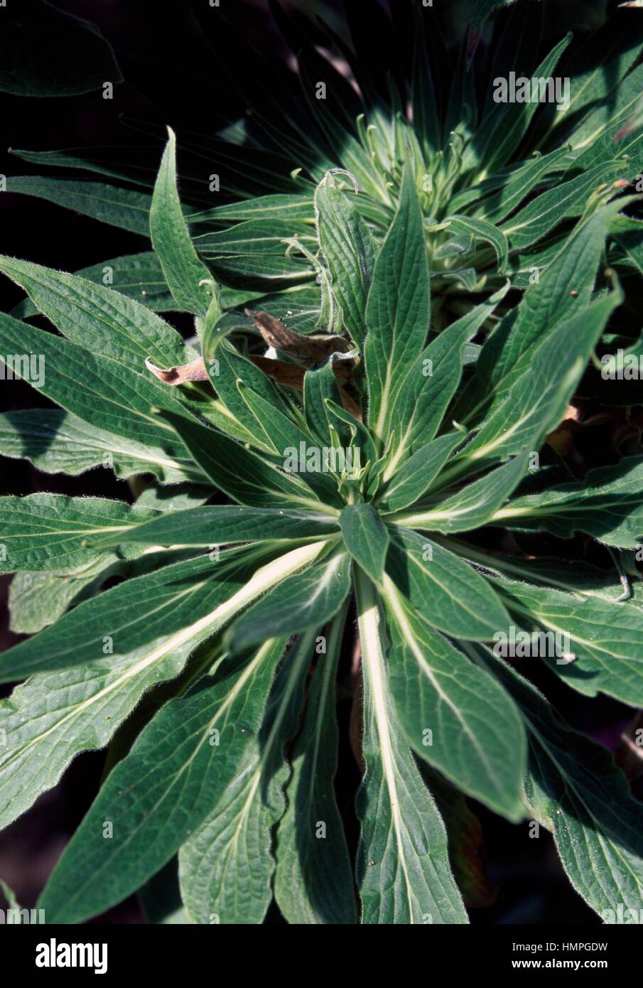 L'orgoglio di Madeira (echium candicans), Boraginaceae. Foto Stock