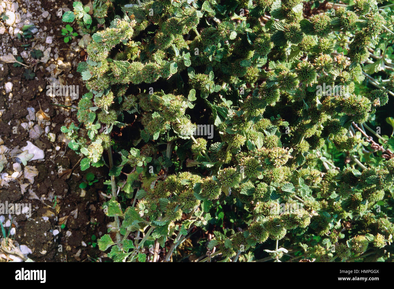 Marrubio bianco o marrubio comune in bloom (Marrubium vulgare), Lippenblütler. Foto Stock