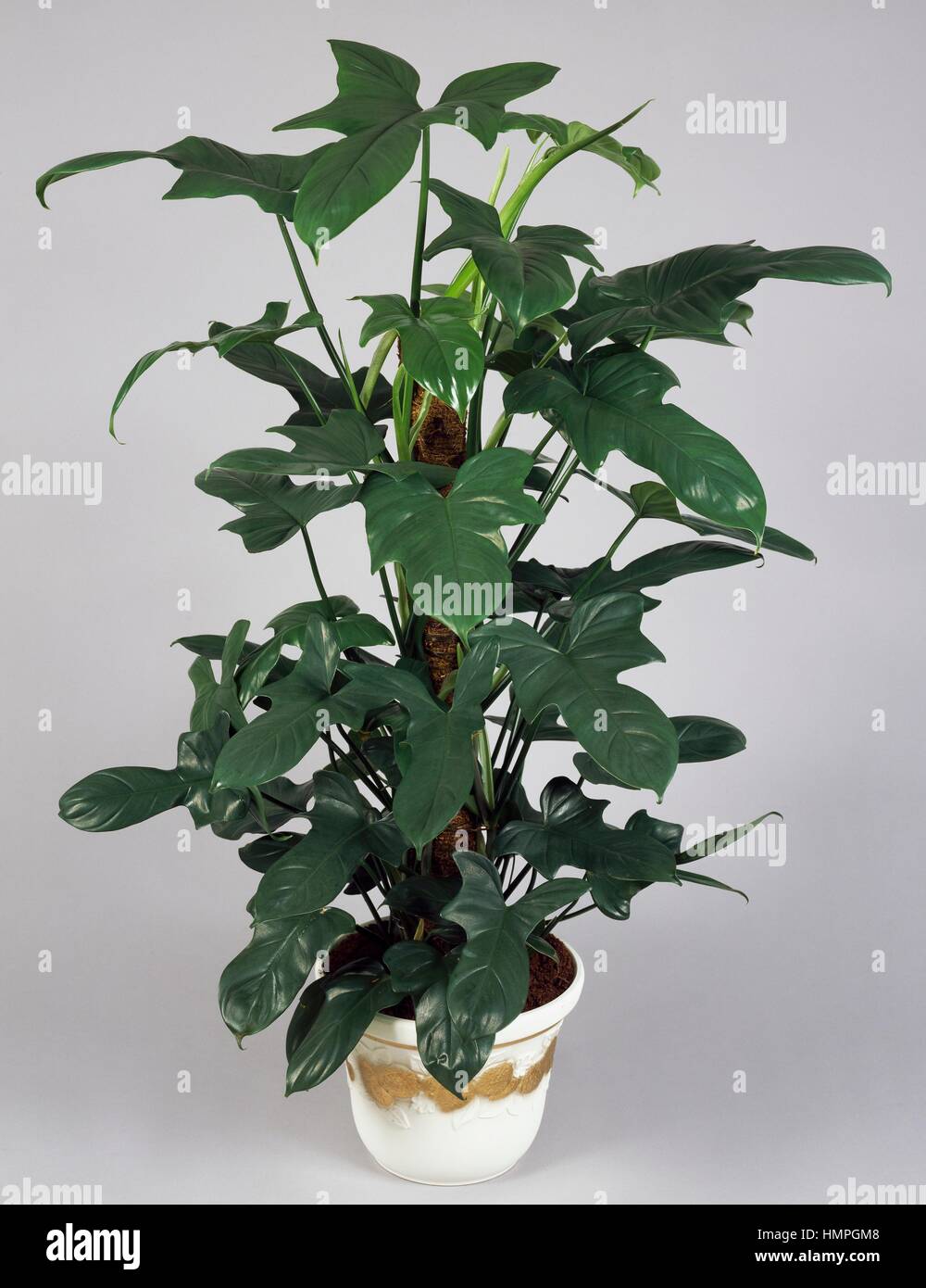 Philodendron (Philodendron panduriformis),Araceae. Foto Stock