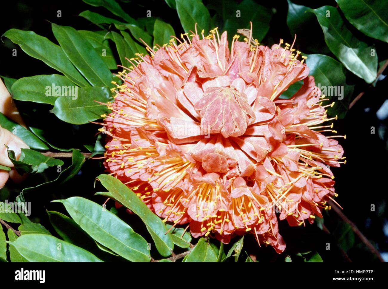 Rosa del Venezuela (Brownea grandiceps), Fabaceae, Royal Botanical Gardens, Peradeniya, Sri Lanka. Foto Stock