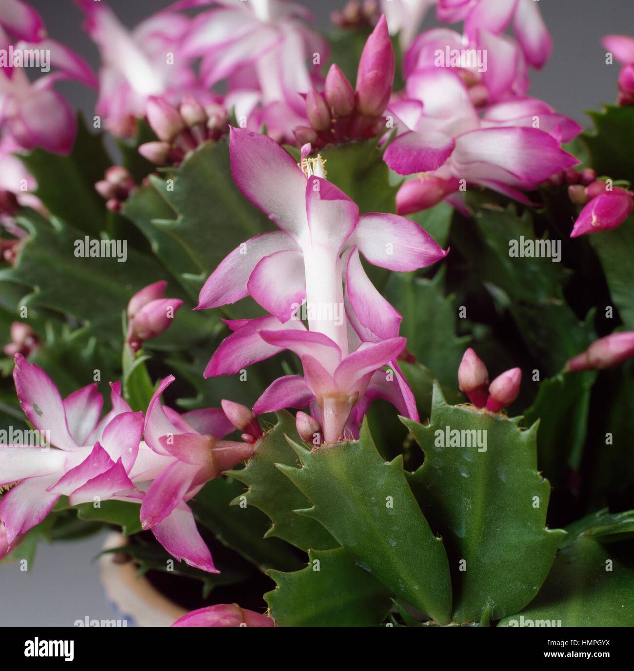 Schlumbergera bridgesii x Wintermarchen, Cactaceae. Dettaglio dei fiori. Foto Stock