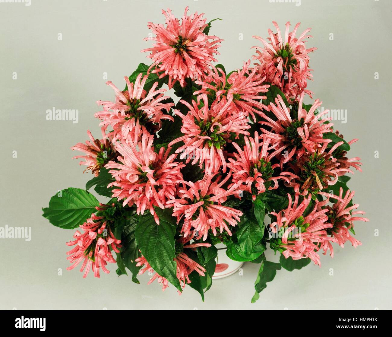 Brasiliano-pennacchio o impianto di Flamingo (Jacobinia carnea o Justicia carnea), Acanthaceae. Foto Stock