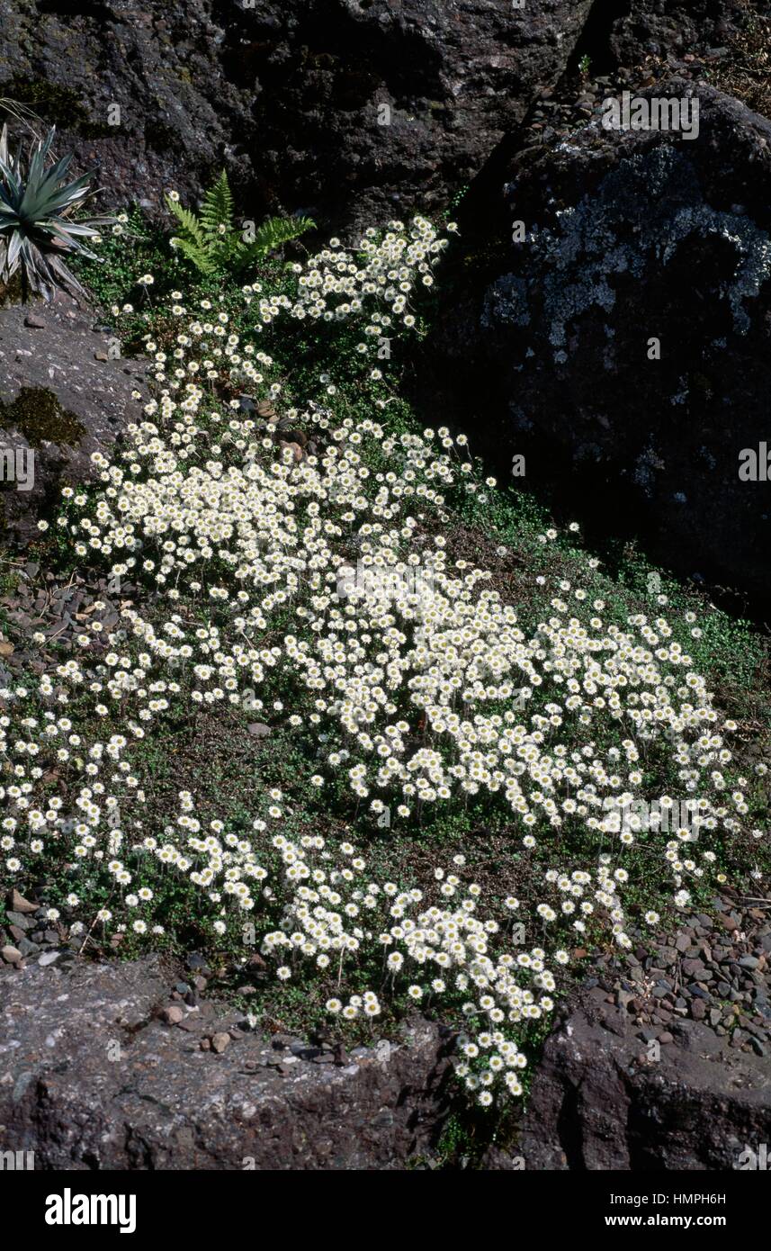 Nuova Zelanda daisy eterna o Hells bells (Elicriso bellidioides o Anaphalioides bellidioides), Asteraceae. Foto Stock