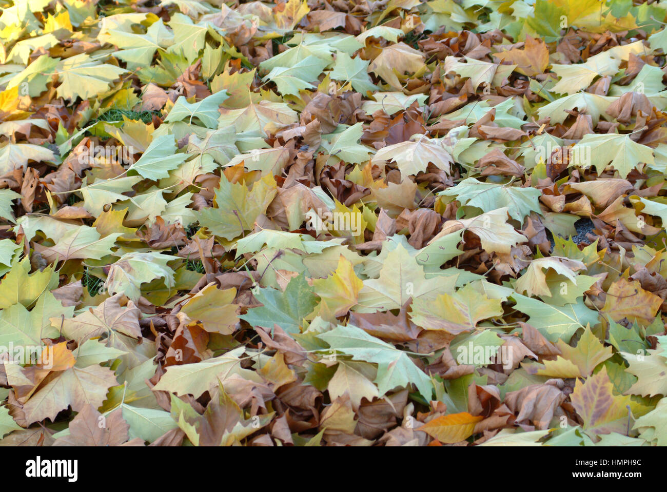 Fogliame di autunno Foto Stock