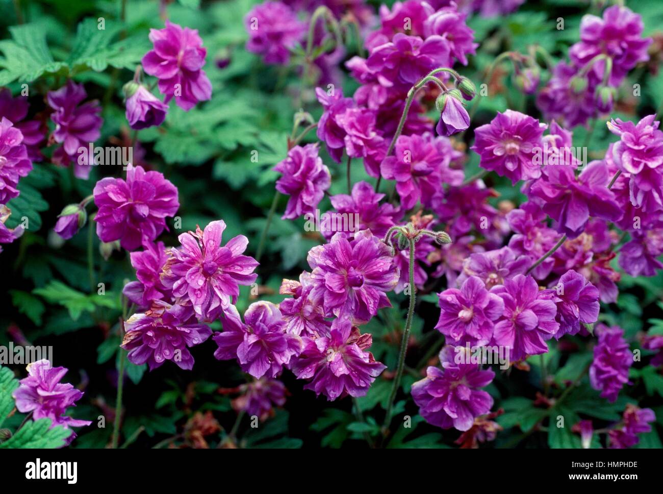 Gru himalayano è bill (Geranium himalayense plenum, Geraniaceae. Foto Stock