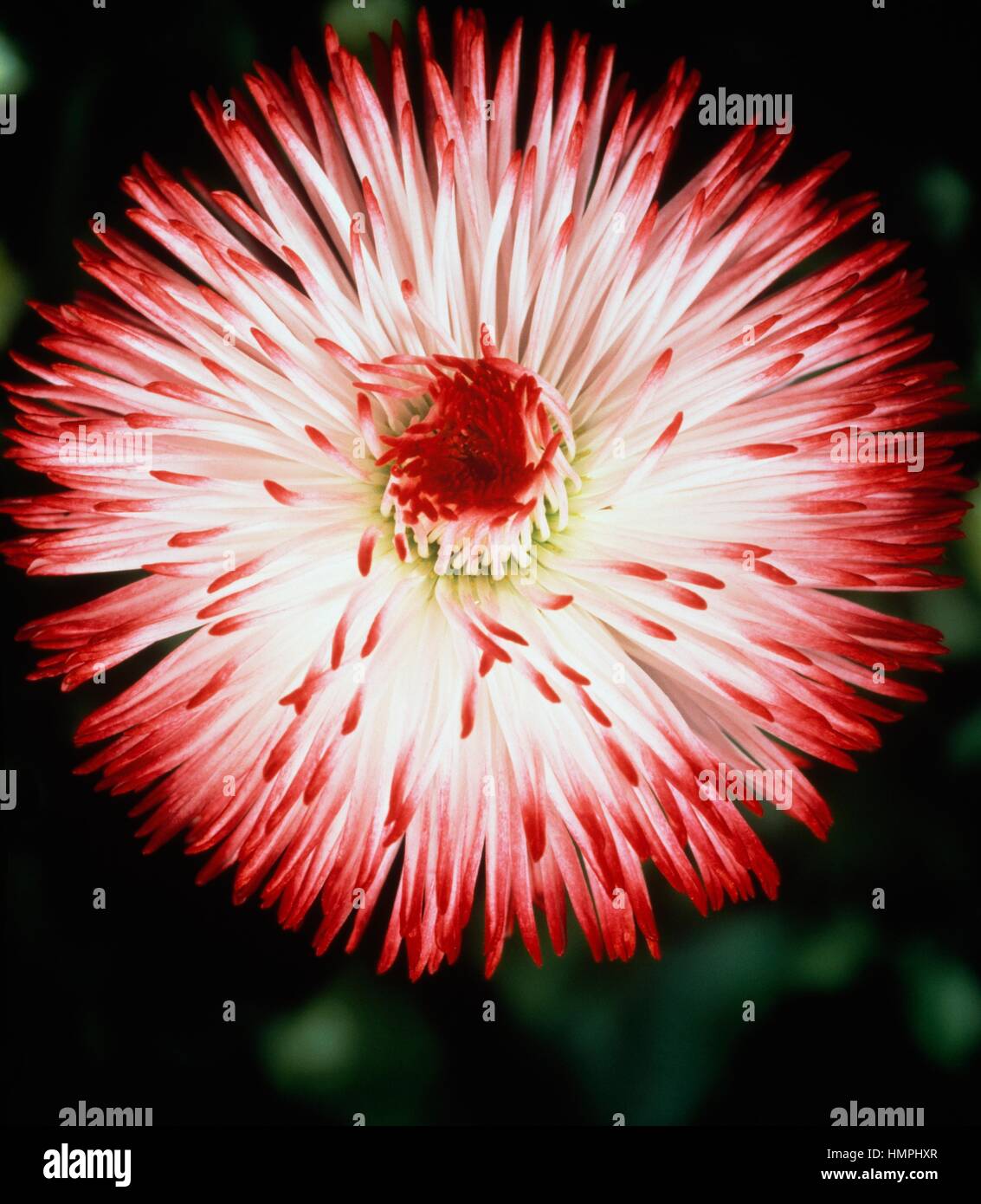 Inglese (a margherita Bellis perennis Habanera), Asteraceae. Foto Stock