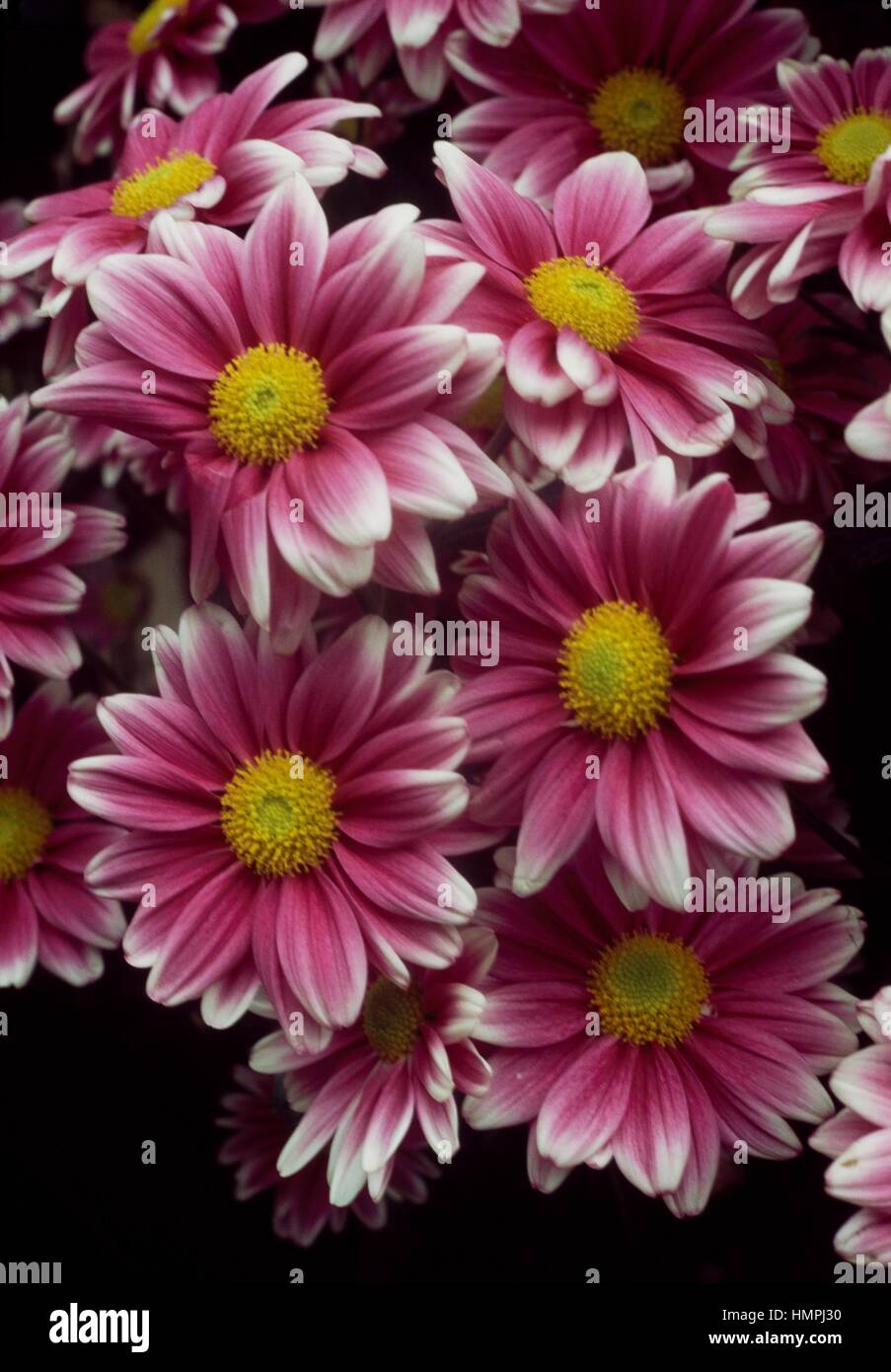 Mamme (crisantemo Harlekijn Kino), Asteraceae. Foto Stock