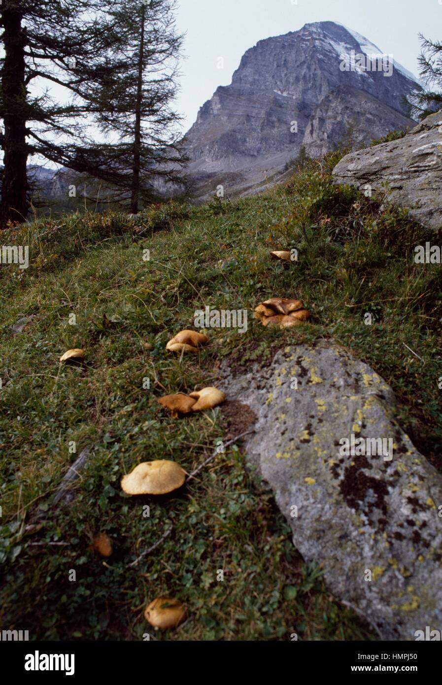 Il larice Bolete (Boletus elegans), Boletaceae. Foto Stock