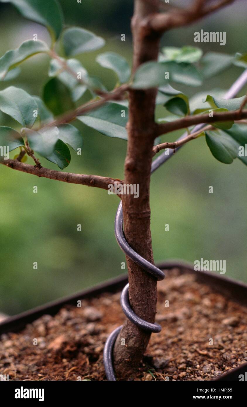Filo di ferro sul tronco di un bonsai Foto stock - Alamy