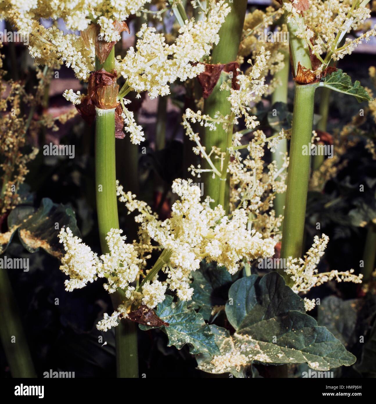 Cinese fiori di rabarbaro (Rheum palmatum), poligonacee. Foto Stock