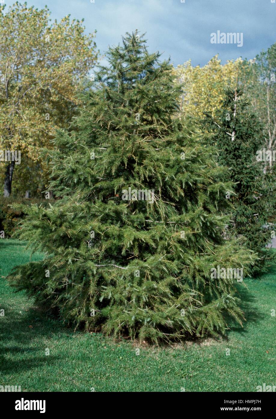 Larice siberiano o russo Larice (Larix sibirica), Pinaceae. Foto Stock