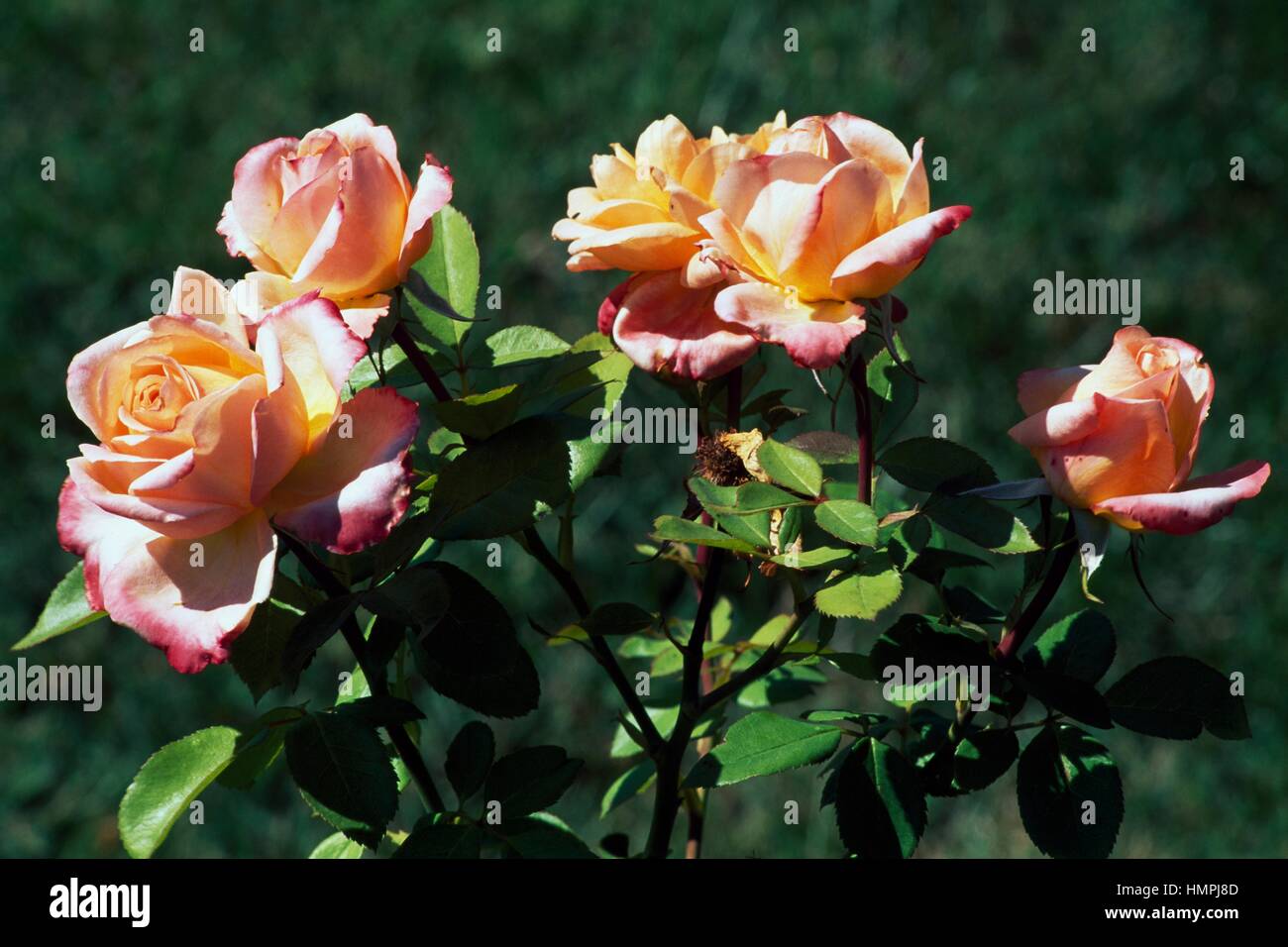 Rosa (Rosa Royal Romance), rosacee. Foto Stock
