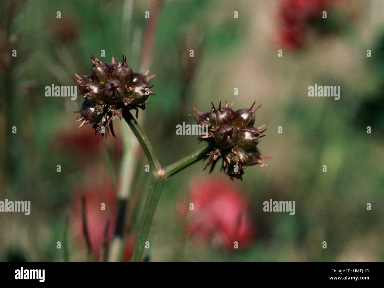 A testa tonda Dropwort acqua (Oenanthe globulosa), Apiaceae. Foto Stock