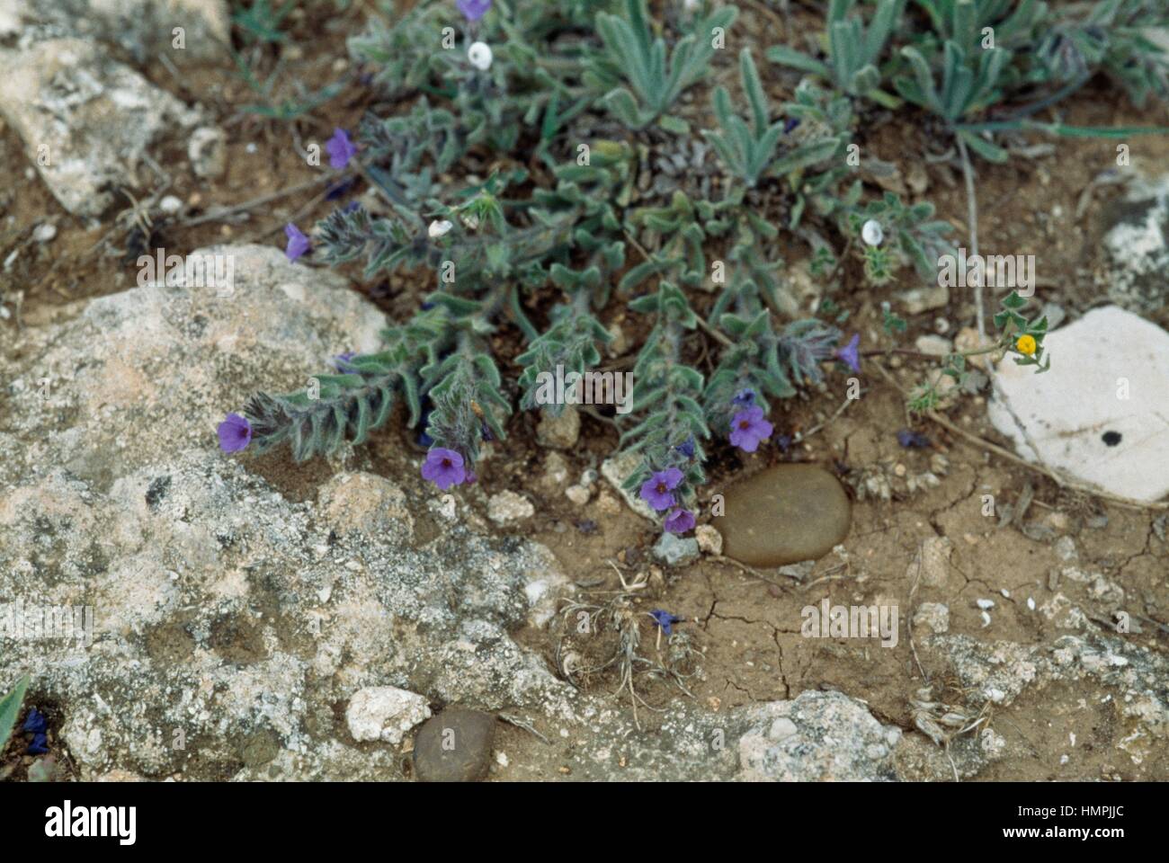 Alkanet o Tintori' Bugloss (Alkanna tinctoria), Boraginaceae. Foto Stock