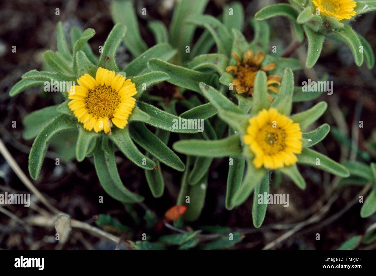 Asteriscus o spiaggia mediterranea Daisy (Asteriscus maritimus o Pallenis maritima), Asteraceae. Foto Stock