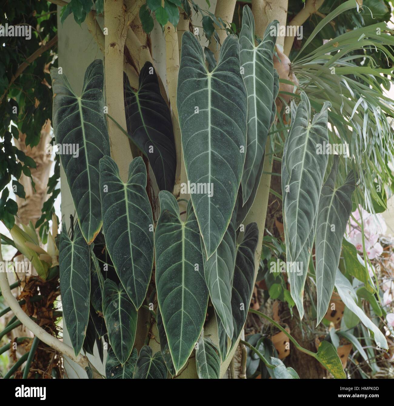 Oro nero Philodendron (Philodendron andreanum o Philodendron melanochrysum), Araceae. Foto Stock