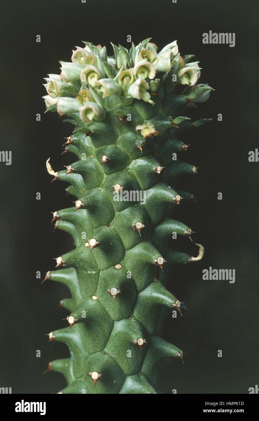 Botanica - Cactaceae. Monadenium shubei Foto Stock