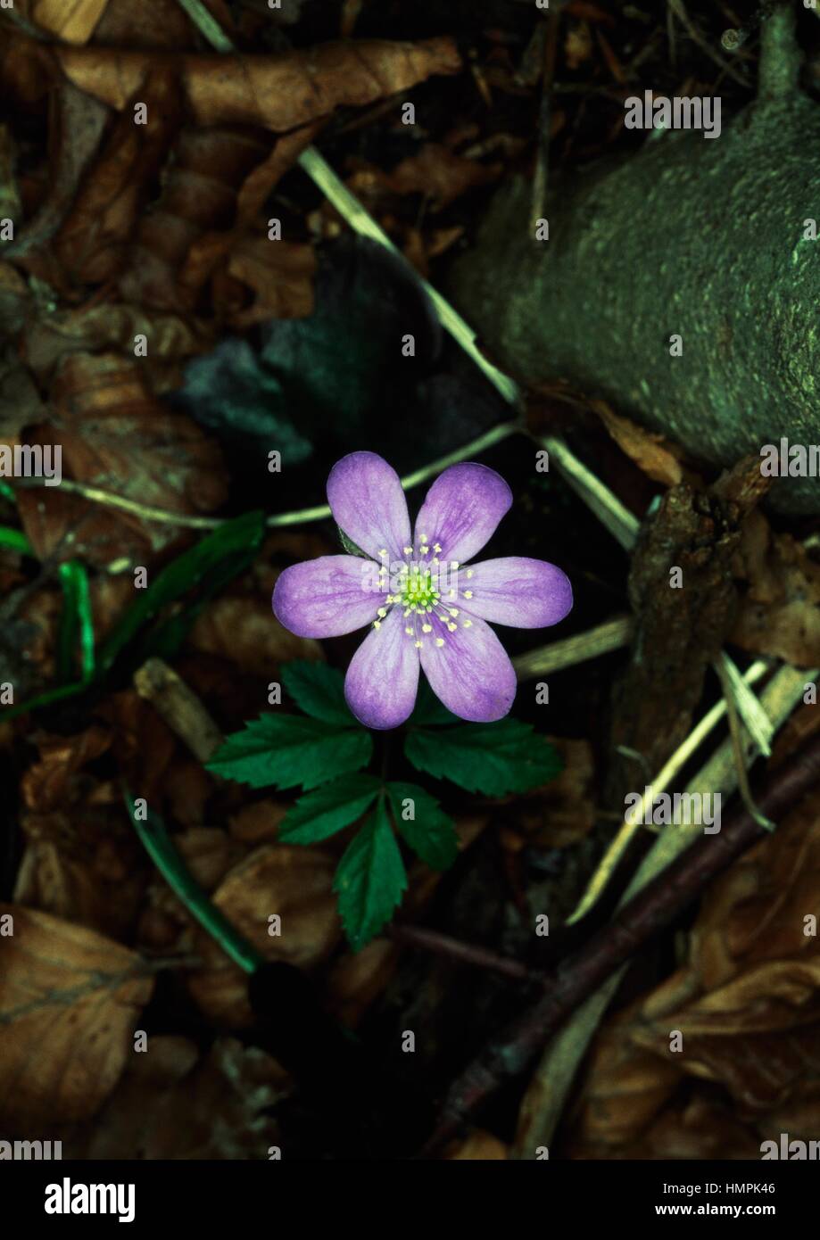 Liverleaf (Hepatica nobilis o Hepatica triloba), Ranunculaceae. Foto Stock