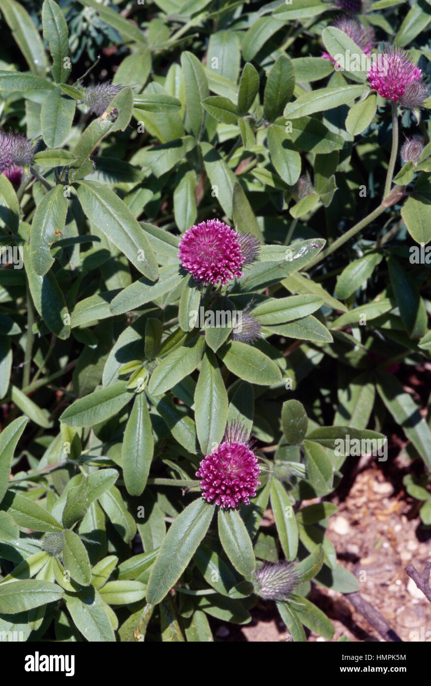 Viola-globo di trifoglio rosso (Trifolium alpestre), Fabaceae. Foto Stock