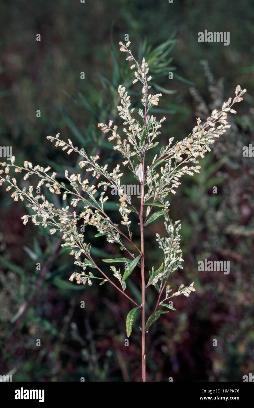Artemisia o assenzio comune (Artemisia vulgaris), Asteraceae. Foto Stock