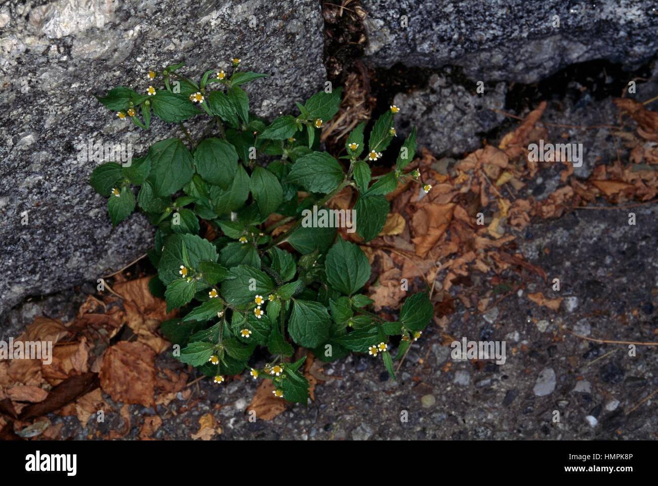 Soldato galante o di patate (erbaccia Galinsoga parviflora), Asteraceae. Foto Stock