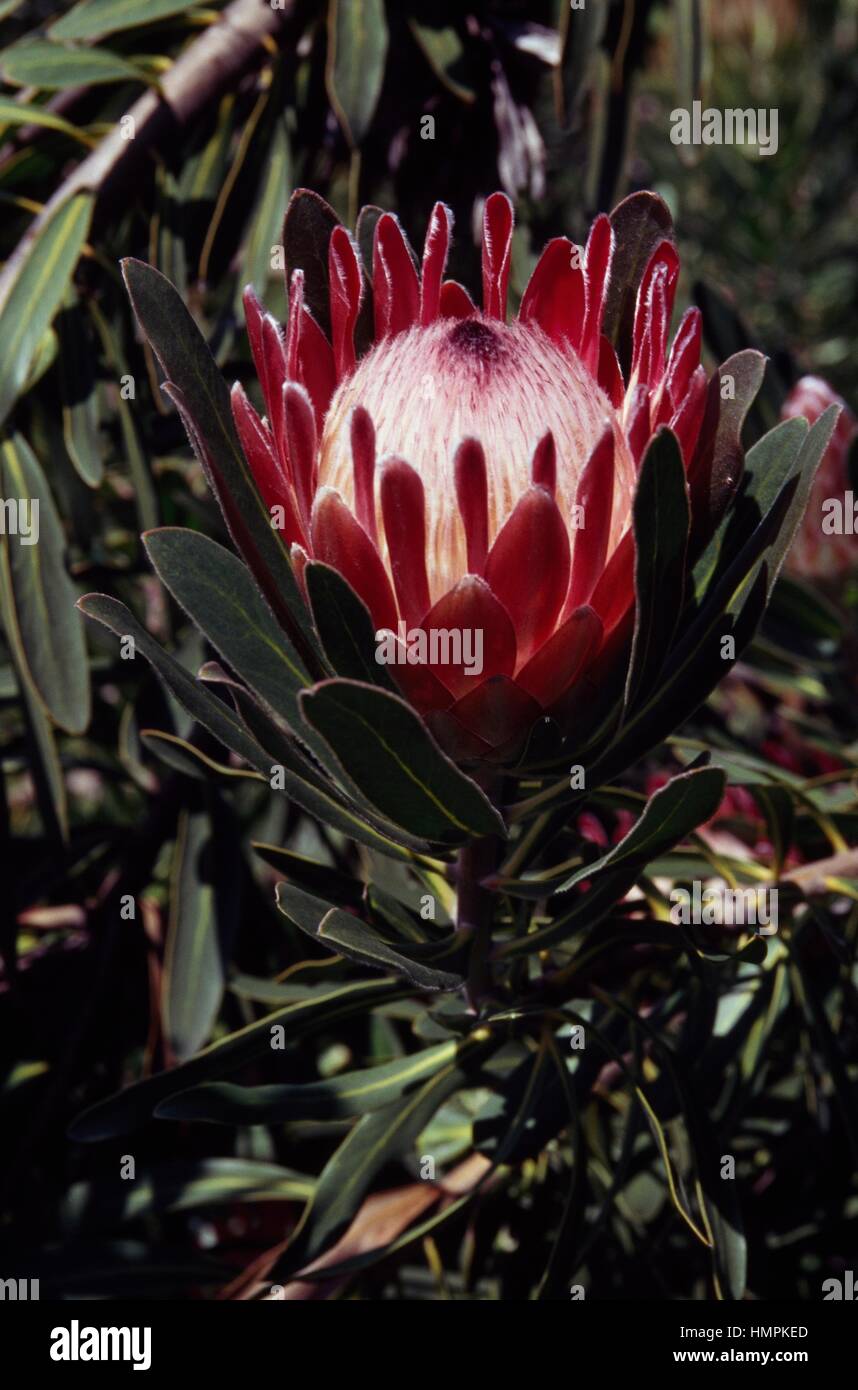 Oleanderleaf protea (Protea neriifolia), Proteaceae, Sud Africa. Foto Stock