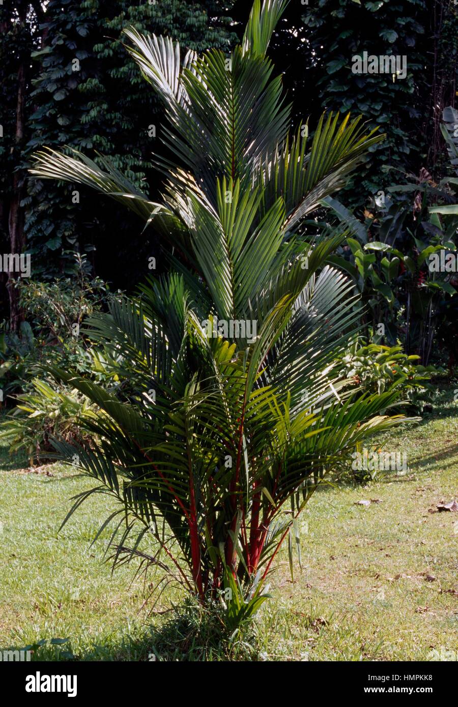 Rosso Ceralacca Palm o rossetto Palm (Cyrtostachys renda), Arecaceae. Foto Stock