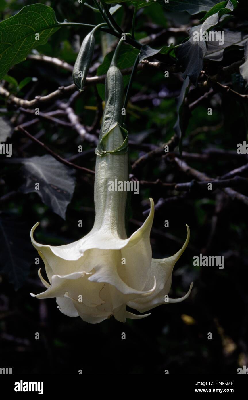 In Brasile il bianco angelo tromba (Brugmansia suaveolens), Solanaceae America del Sud. Foto Stock