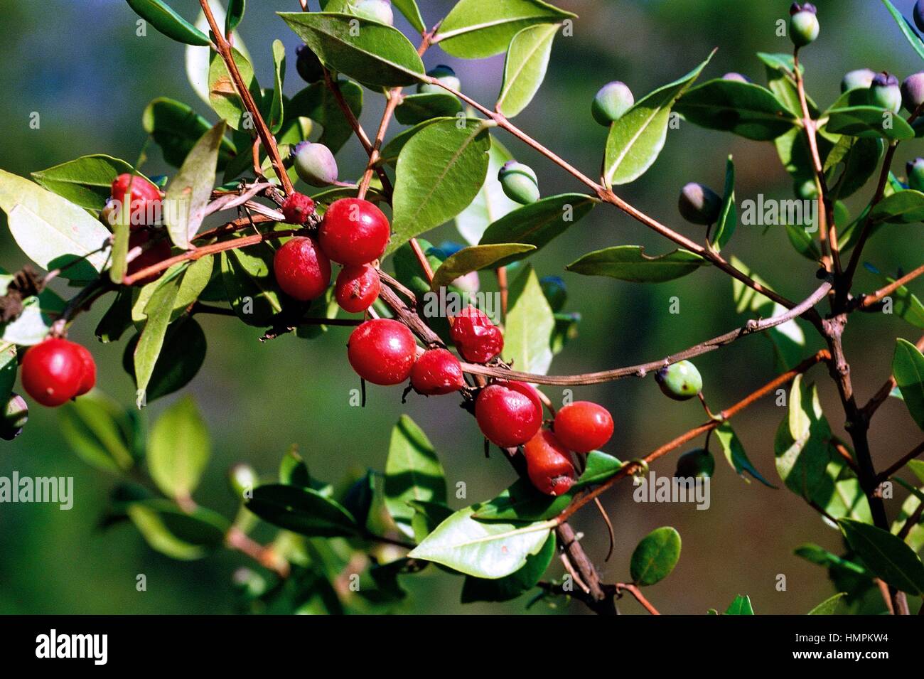 Frangola italiana o Mediterranea Frangola bacche (Rhamnus alaternus), Rhamnaceae. Foto Stock