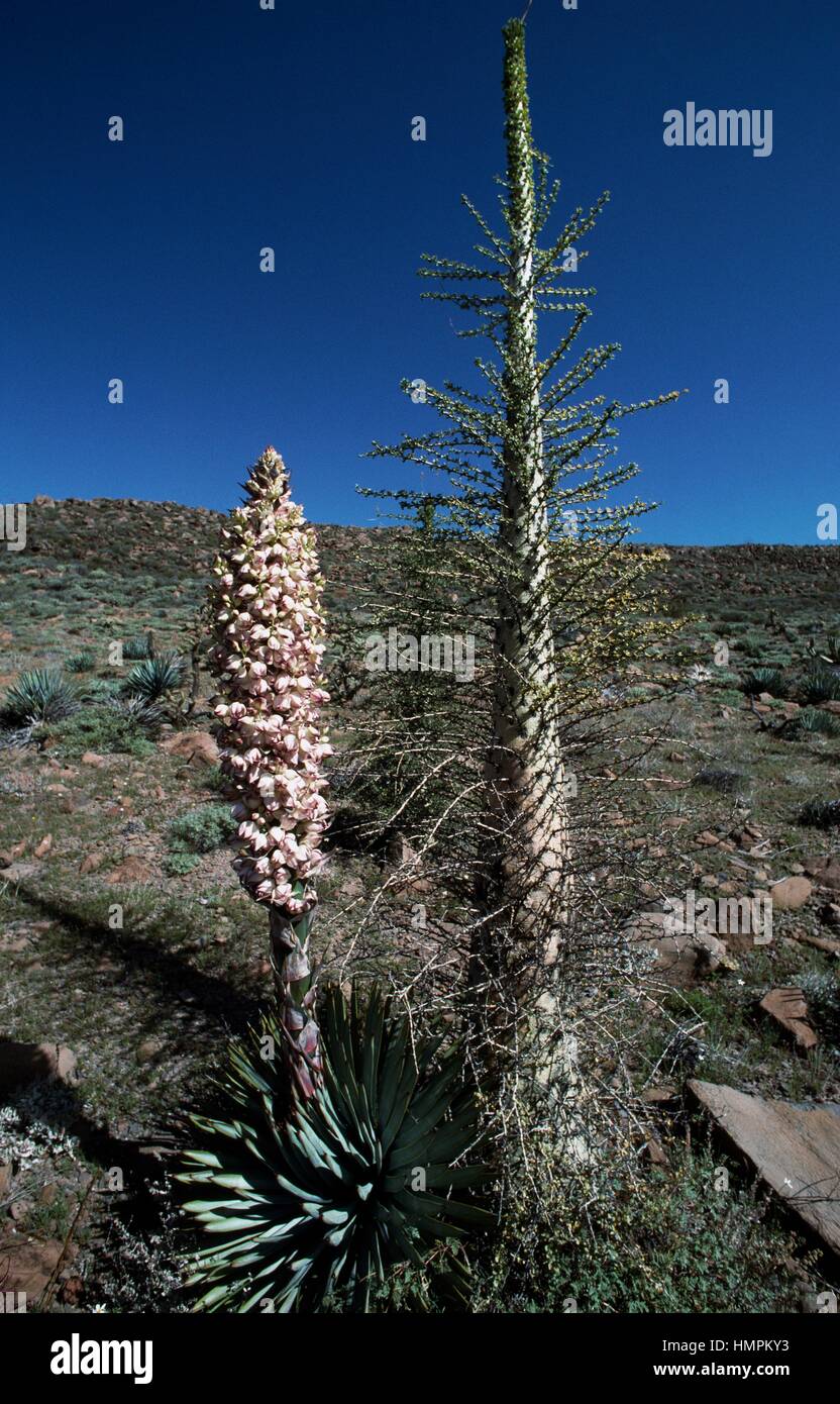Chaparral yucca, spagnolo o a baionetta di nostro Signore (candela Hesperoyucca o Yucca whipplei), Asparagaceae e Boojum tree (Fouquieria o Idria columnaris), Fouquieriaceae. Foto Stock