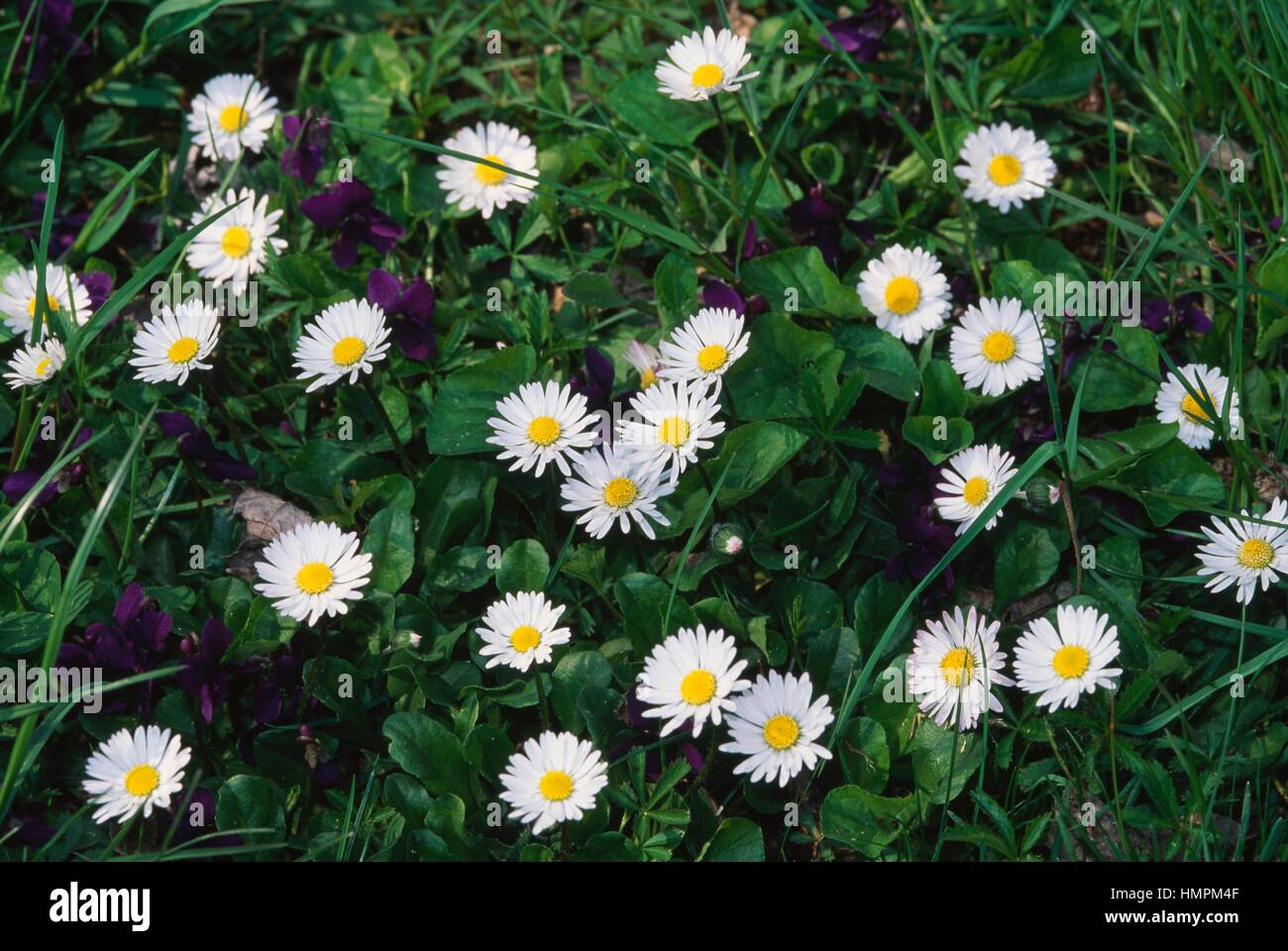 Lawn daisy o inglese daisy (Bellis perennis), Asteraceae. Foto Stock