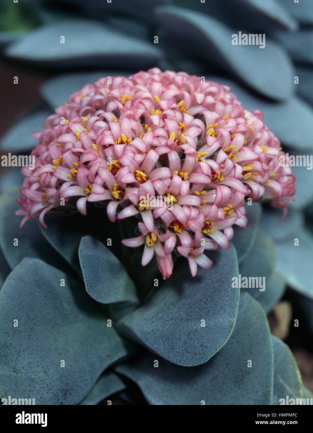 Crassula Morgan's Beauty, Piante succulente | Dicotiledoni Foto stock -  Alamy
