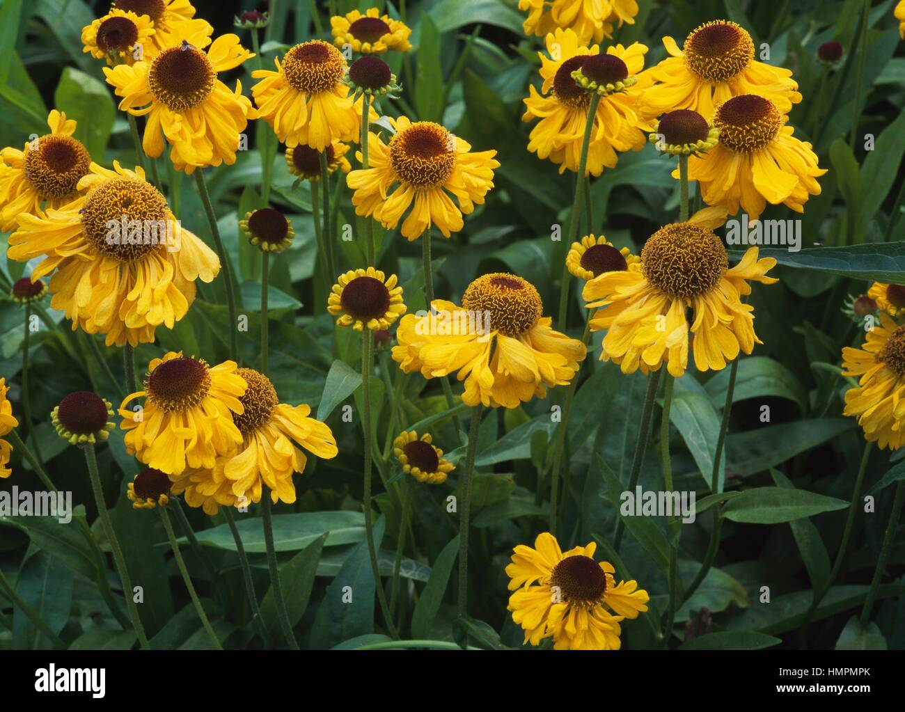 Sneezeweed comune o a fiore grande sneezeweed (Helenium autumnale), Asteraceae. Foto Stock