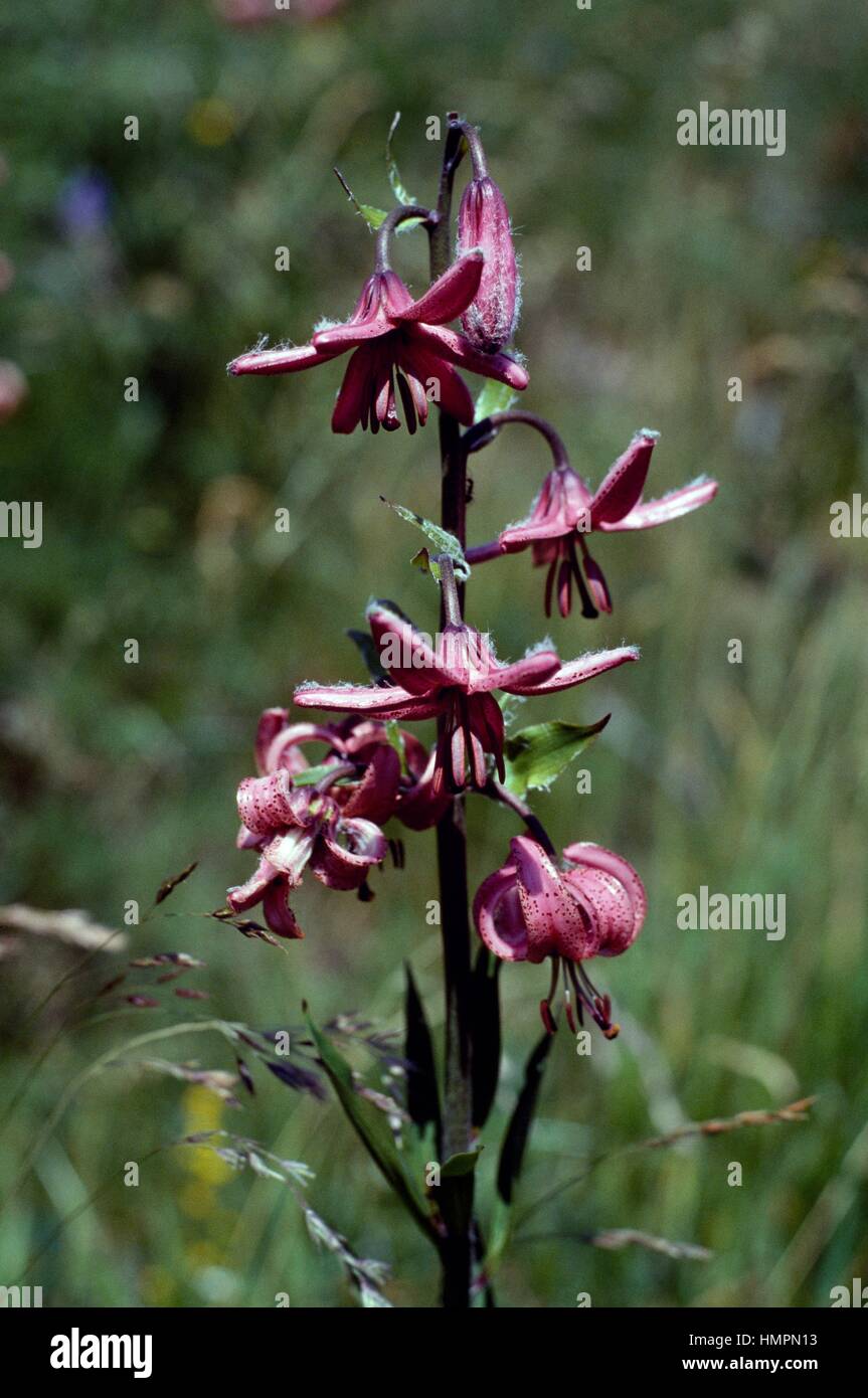 Martagon Giglio o di Turk cappuccio del giglio (Lilium martagon), liliacee. Foto Stock