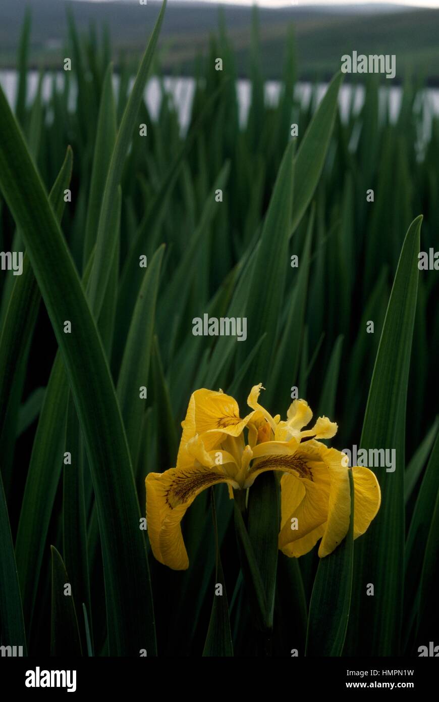 Bandiera gialla, Iris gialla o acqua bandiera (Iris pseudacorus), Iridaceae. Foto Stock