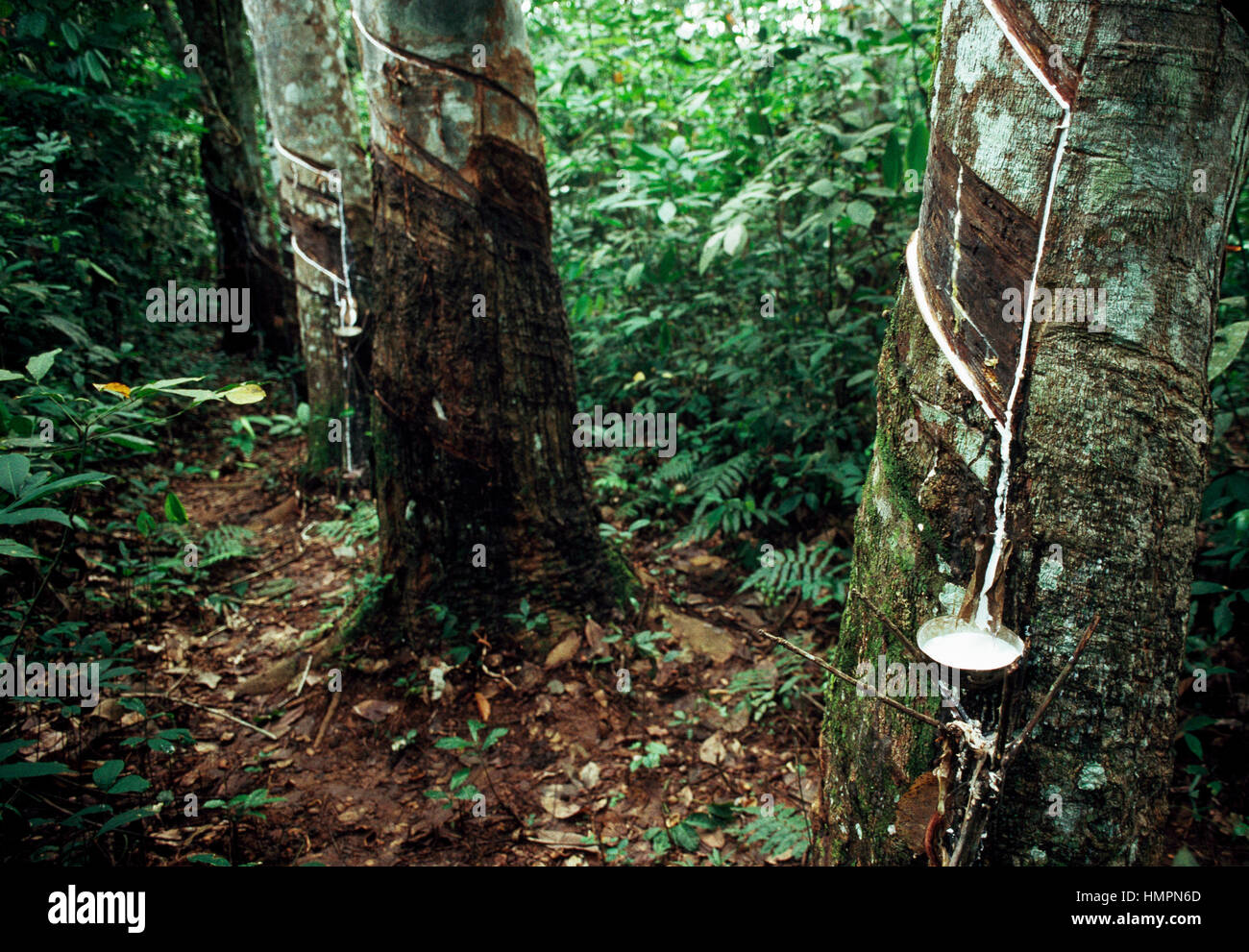 La raccolta di sap da l'albero della gomma (Hevea Brasiliensis), Zaire. Foto Stock